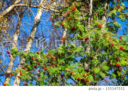 Red rowan berries and green leaves against blue sky 135147551