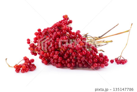 Red viburnum berries on a white background Red viburnum berries on a white background 135147786