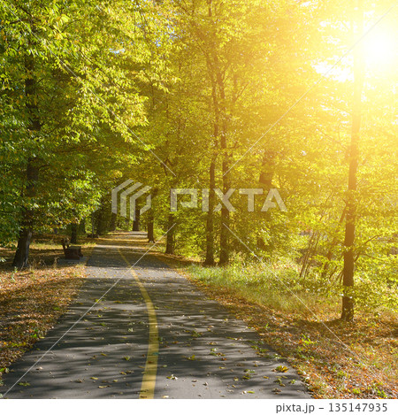 Serene Asphalt Path Winding Through Lush Green Forest with Golden Sunlight Streaming Through Trees in Peaceful Autumn Park Setting Featuring Fallen Leaves and Distant Horizon for Nature Walk 135147935