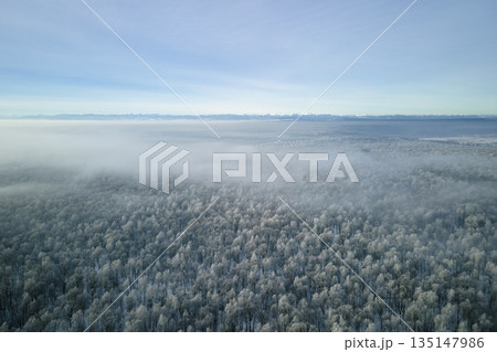 Aerial view of snow covered white forest with frozen trees in cold winter. Dense wild woodland in wintertime Aerial view of snow covered white forest with frozen trees in cold winter. Dense wild woodland in wintertime 135147986
