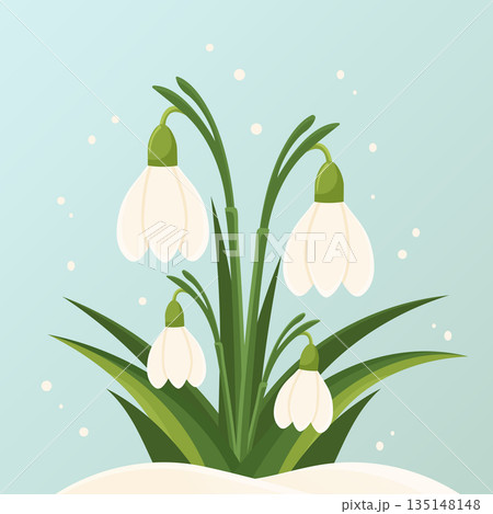 Spring snowdrops flowers blooming in snow flat vector illustration. 135148148