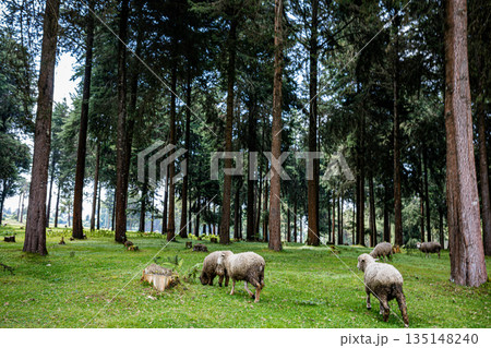 Kenya Landscapes Fields Meadows Plants Vegetation Maasai Mara National Game Reserve Park 135148240