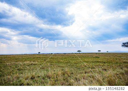 Kenya Landscapes Fields Meadows Plants Vegetation Maasai Mara National Game Reserve Park Kenya Landscapes Fields Meadows Plants Vegetation Maasai Mara National Game Reserve Park 135148282