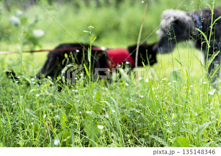 Mixed breed gray bearded fluffy senior dog and black cat in red harness walking on green grass, friendship and pet love animal themes 135148346