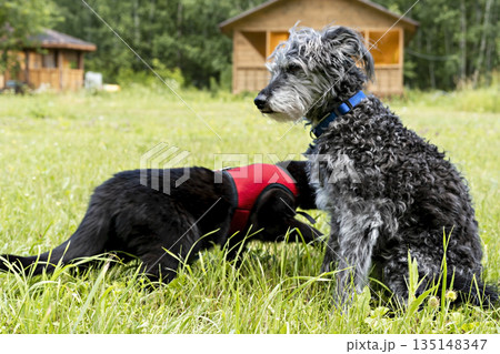 Mixed breed gray bearded fluffy senior dog and black cat in red harness walking on green grass, friendship and pet love animals Mixed breed gray bearded fluffy senior dog and black cat in red harness walking on green grass, friendship and pet love animals 135148347
