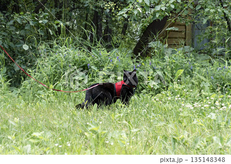 Black cat in a red harness on leash walking on green grass in the garden pet love and care animal themes Black cat in a red harness on leash walking on green grass in the garden pet love and care animal themes 135148348