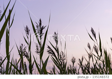 Fluffy Reed grass on the background of pink purple sky at sunset beauty in nature copy space, botanical beauty in nature Fluffy Reed grass on the background of pink purple sky at sunset beauty in nature copy space, botanical beauty in nature 135148372