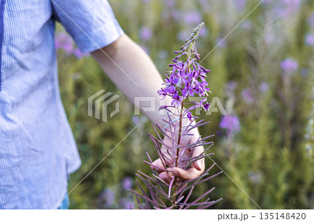 Young woman in purple shirt walking in meadow among flowers of fireweed and touching flower 135148420