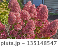 A paniculate hydrangea bush in the garden in close-up. 135148547