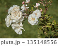 White roses in the garden. Blooming roses on a bush. 135148556