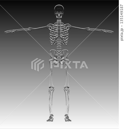 Human skeleton bones anatomy presenting in t-pose Human skeleton bones anatomy presenting in t-pose 135149187