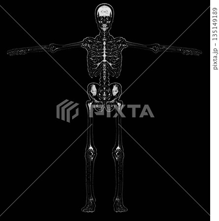 Human skeleton showing anatomy in t-pose Human skeleton showing anatomy in t-pose 135149189