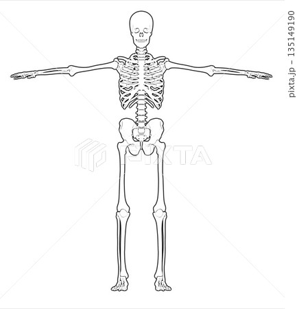 Human skeleton showing anatomy in t-pose illustration 135149190