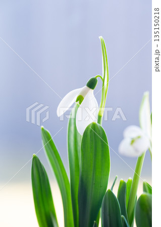 Delicate snowdrop flower blooming in spring with blurred background Delicate snowdrop flower blooming in spring with blurred background 135150218