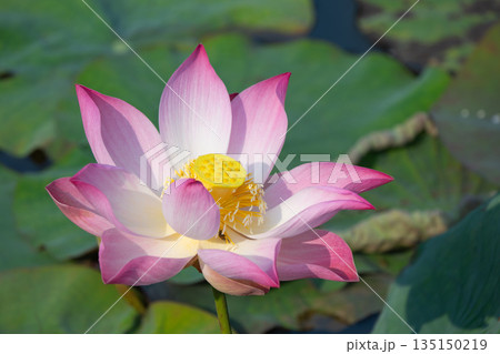 Beautiful pink lotus flower blooming in a pond 135150219