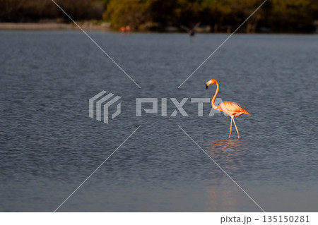 Pink flamingo wading in calm lagoon water with mangrove forest in background Pink flamingo wading in calm lagoon water with mangrove forest in background 135150281