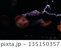 浮遊するクラゲ 135150357