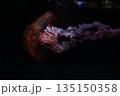 浮遊するクラゲ 135150358