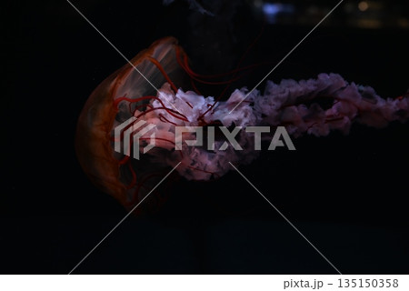 浮遊するクラゲ 135150358
