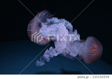 2匹のクラゲ 135150359