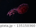 浮遊するクラゲ 135150360