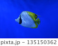 チョウチョウウオ 135150362