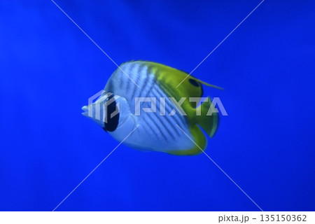 チョウチョウウオ 135150362