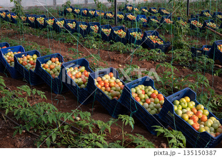 Harvested tomatoes filling blue crates in greenhouse 135150387