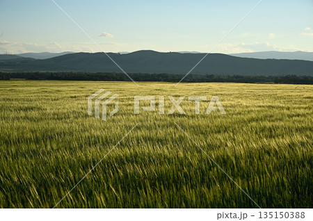 Green wheat field blowing in the wind with mountains in the background Green wheat field blowing in the wind with mountains in the background 135150388