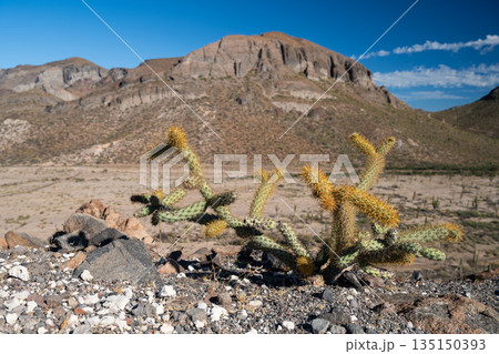 Desert Landscape with Cactus and Rugged Mountains Desert Landscape with Cactus and Rugged Mountains 135150393