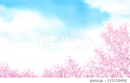 青い空に満開の桜の水彩イラスト 青い空に満開の桜の水彩イラスト 135150400