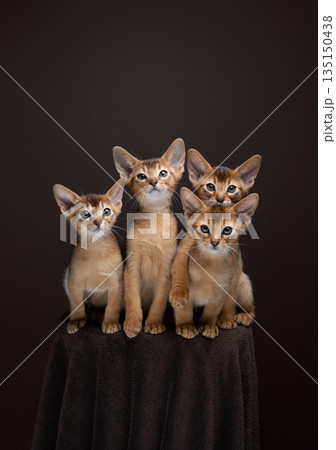 group of cute and curious abyssinian kittens 135150438