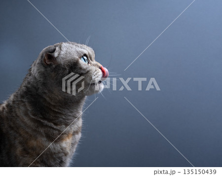 side view of hungry scottish fold cat licking mouth 135150439