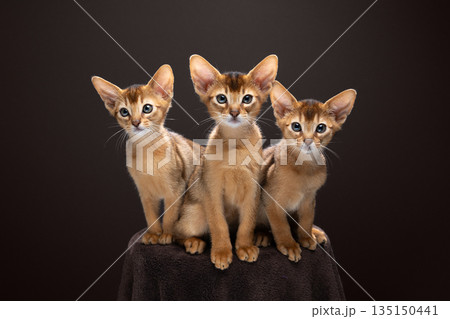 group of cute and curious abyssinian kittens group of cute and curious abyssinian kittens 135150441