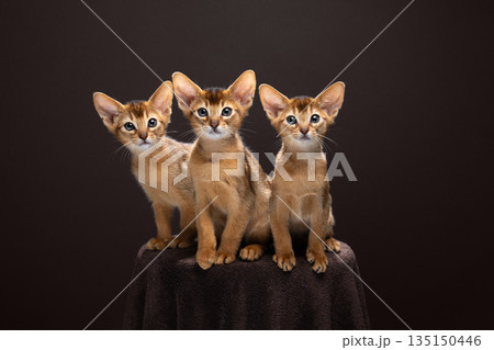 group of cute and curious abyssinian kittens group of cute and curious abyssinian kittens 135150446