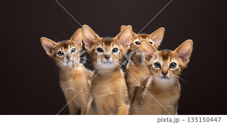 group of cute and curious abyssinian kittens group of cute and curious abyssinian kittens 135150447