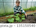 A beautiful Caucasian boy loosens the soil in a greenhouse where cucumber seedlings grow. 135150540