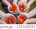 Many children's hands are holding strawberries in their hands. 135150541