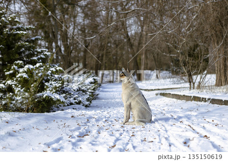 A white dog in the snowy park 135150619