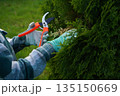 A detailed view shows the pruners jaws closing around a brittle, yellow thuja branch, guided by steady hands clothed in a soft green plaid fabric. 135150669
