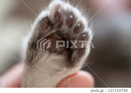 Polydactyl kitten paw showing extra toes 135150740