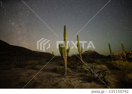 Stargazing Over Desert Landscape with Cacti 135150742
