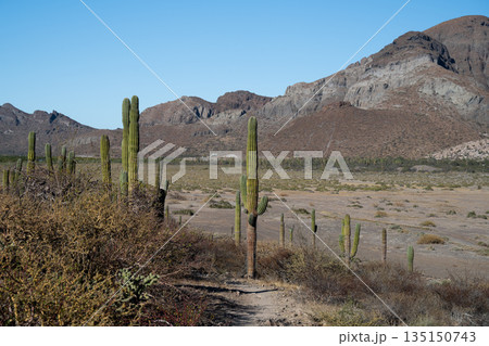 Majestic Cacti in Arid Desert Landscape 135150743