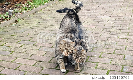 Two tabby cats greeting each other with affection on a brick path in a beautiful outdoor garden 135150762