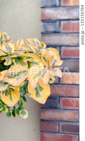 Yellow and green variegated euonymus leaves growing in front of a rustic red brick wall outdoors 135150764