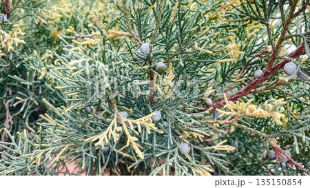 Close-up of evergreen juniper branches with small blue berries and green needles in a winter garden 135150854