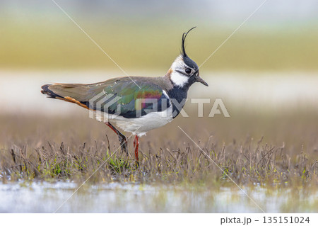 Northern Lapwing Display Behaviour Northern Lapwing Display Behaviour 135151024