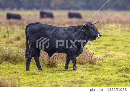 Sayaguesa is a Spanish breed of cattle 135151028