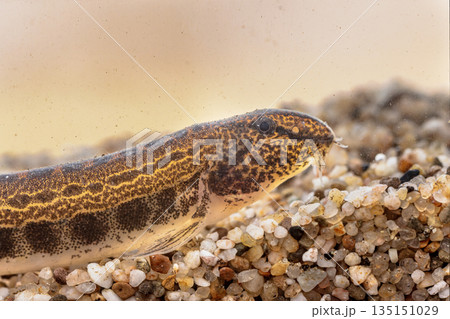 Spined loach in water Spined loach in water 135151029