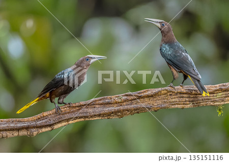 Chestnut headed oropendola pair of birds communicating 135151116